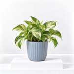 Epipremnum 'Happy Leaf' Manjula Pothos  1