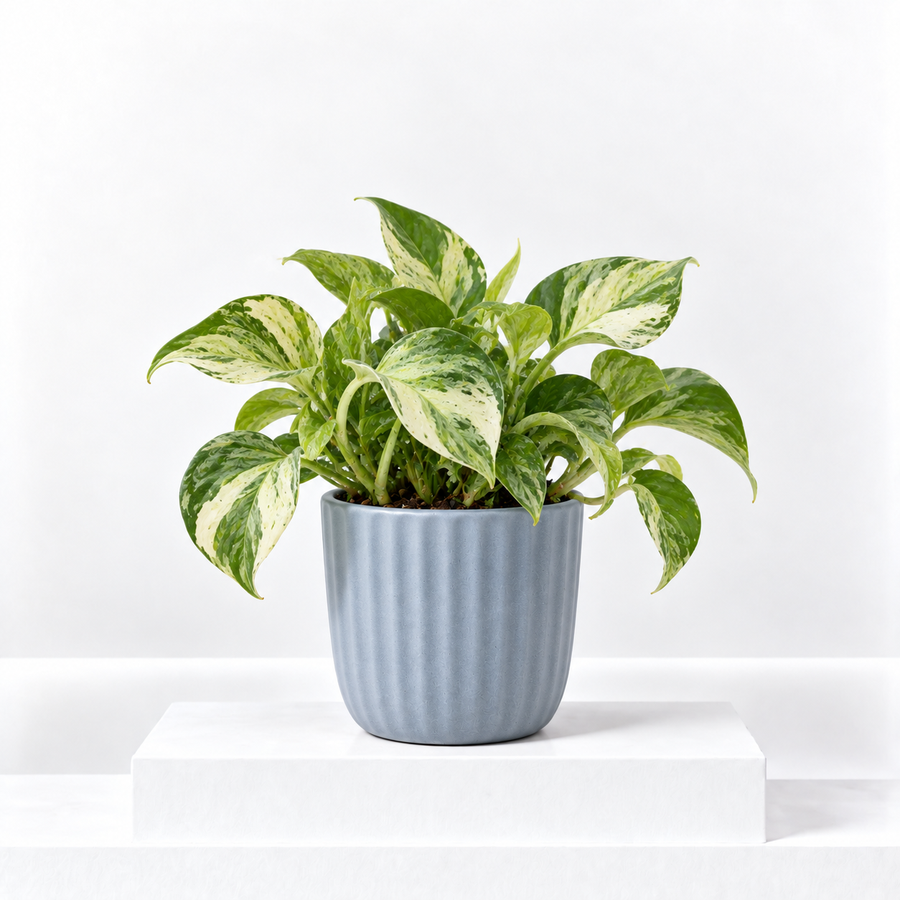 Epipremnum 'Happy Leaf' Manjula Pothos  1