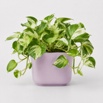 Bathroom Houseplant Collection - Maidenhair Fern, Spider Plant & Happy Leaf Manjula Pothos  2