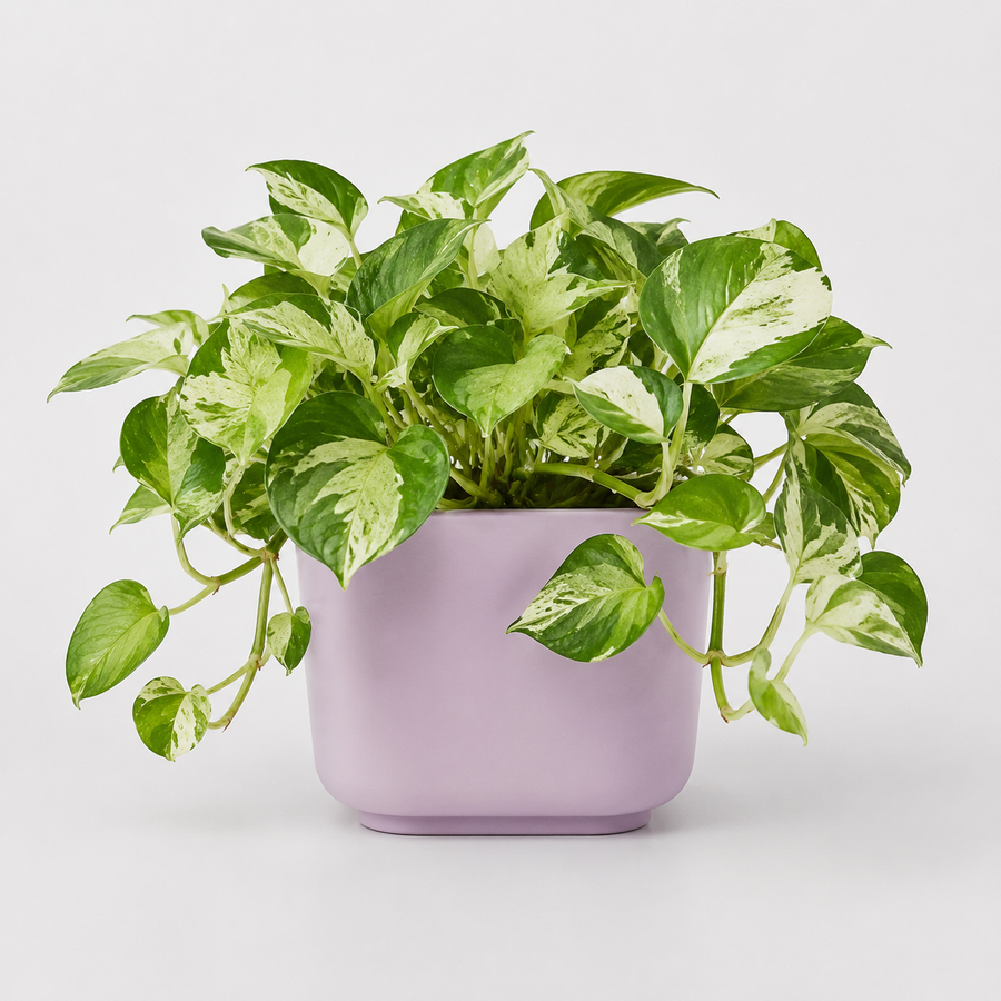 Bathroom Houseplant Collection - Maidenhair Fern, Spider Plant & Happy Leaf Manjula Pothos  2