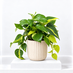 Epipremnum Pinatum Tricolore Pothos  1