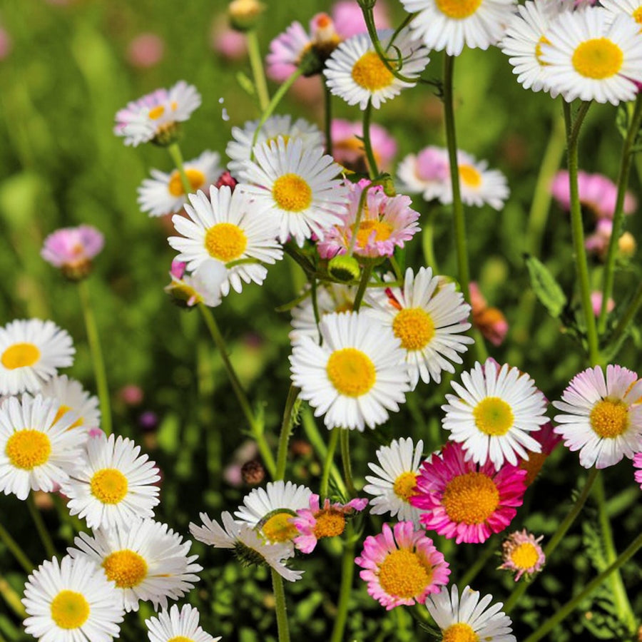Erigeron Karvinskianus Sea of Blossom  1