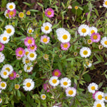 Erigeron Karvinskianus Sea of Blossom  2