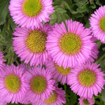 Erigeron Karvinskianus Sea of Blossom  3