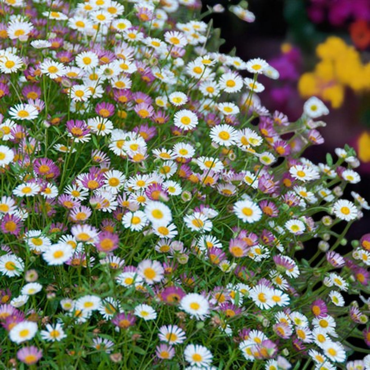 Erigeron Karvinskianus Profusion Mass of pink and white erigeron flowers with blurred garden background.  3