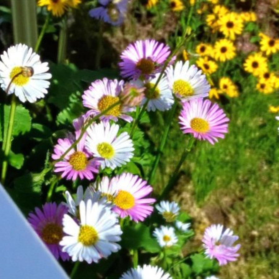 Erigeron Karvinskianus Profusion Close up of pink and white erigeron flowers in garden. 2