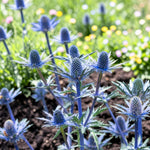 Eryngium Big Blue  1