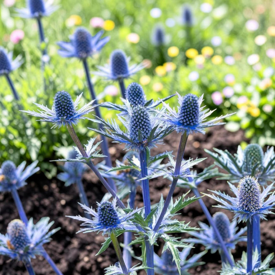 Eryngium Big Blue  1