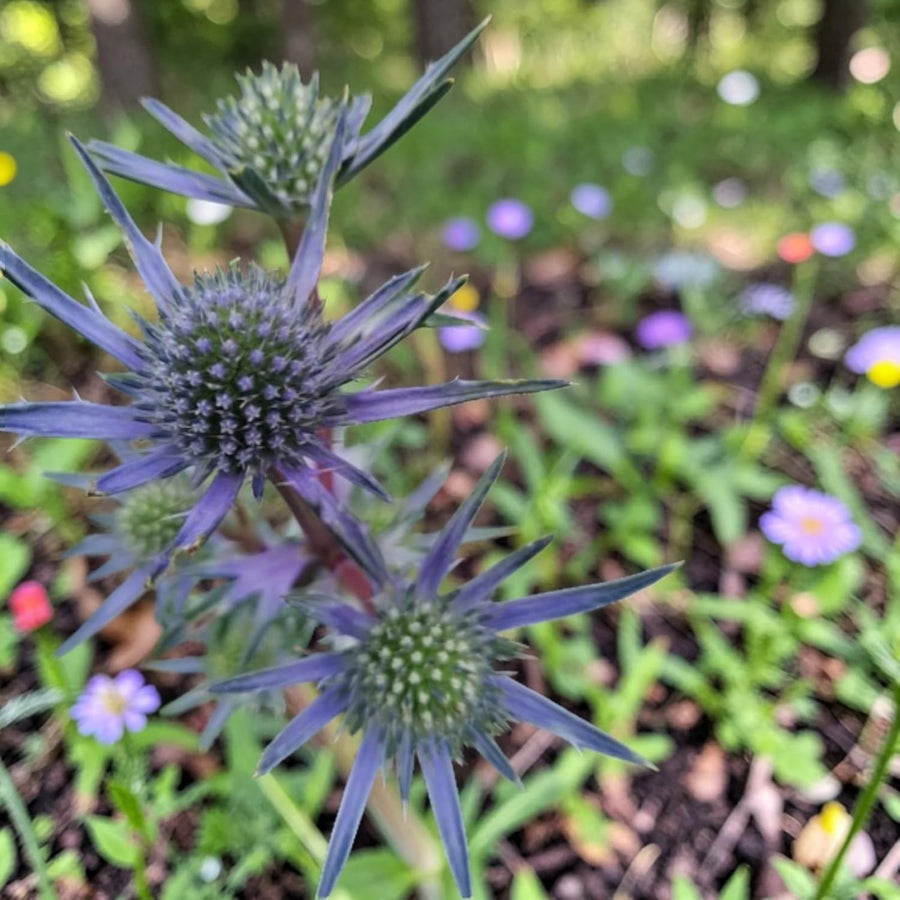 Eryngium Big Blue  2