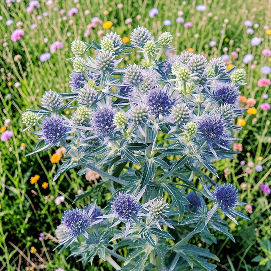 Eryngium Big Blue  3