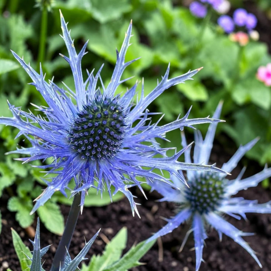 Eryngium Planum Blue Hobbit  1