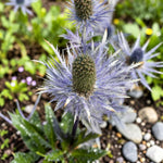 Eryngium Planum Blue Hobbit  3