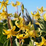 Erythronium Pagoda Spring Bulbs Cluster of Erythronium 'Pagoda' flowers in full bloom with bright yellow, recurved petals and lush green foliage. 1