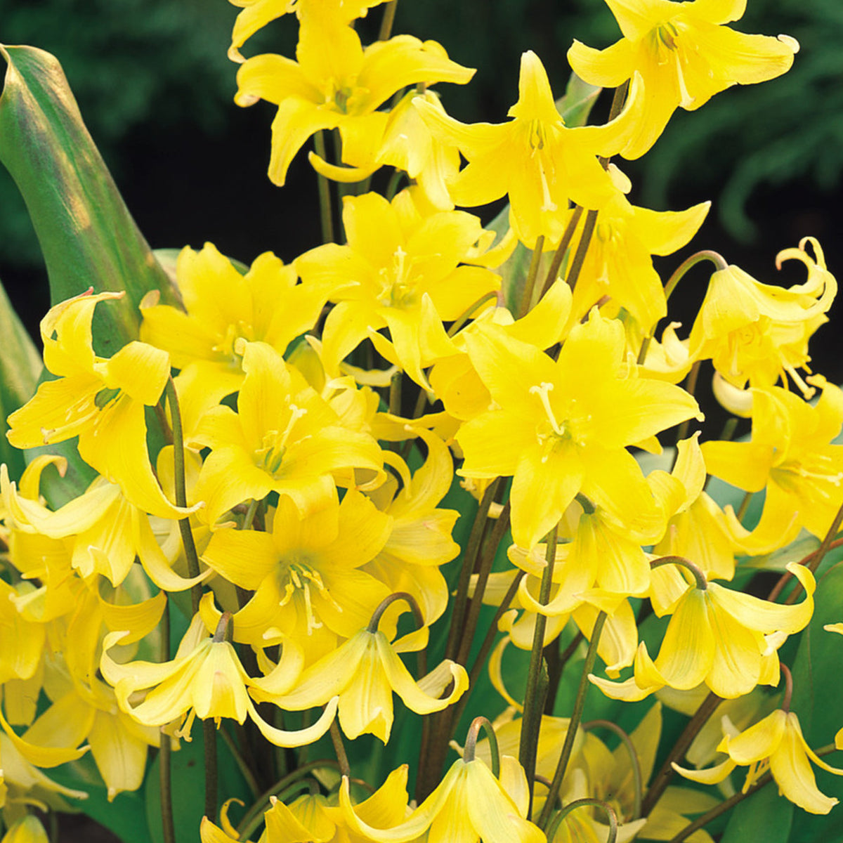 Erythronium Pagoda Spring Bulbs Mass of vibrant yellow Erythronium 'Pagoda' flowers with curved petals and upright green leaves. 3