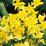 Erythronium Pagoda Spring Bulbs Mass of vibrant yellow Erythronium 'Pagoda' flowers with curved petals and upright green leaves. 3