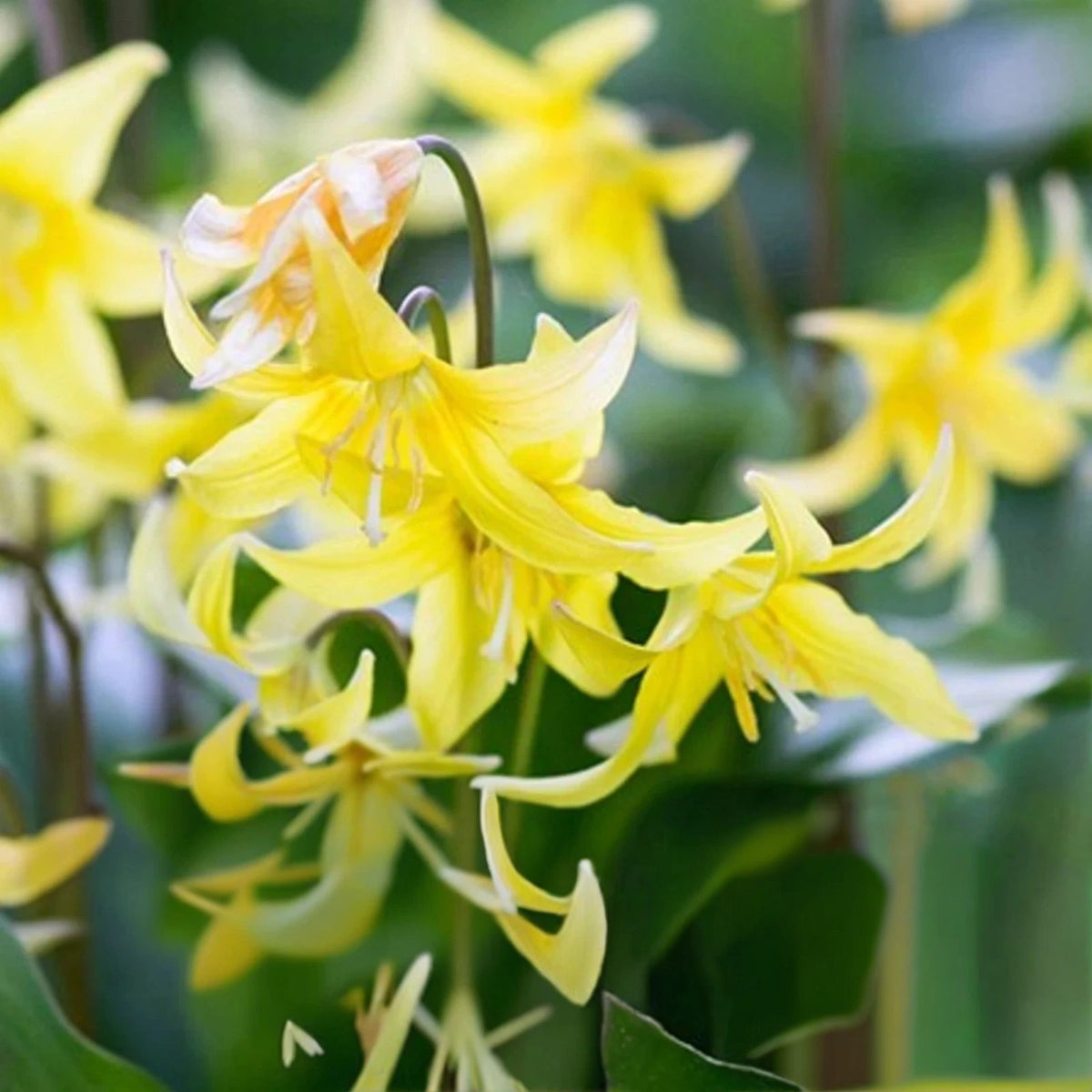 Erythronium Pagoda Spring Bulbs Graceful Erythronium 'Pagoda' blooms arching in various directions, surrounded by green foliage. 4