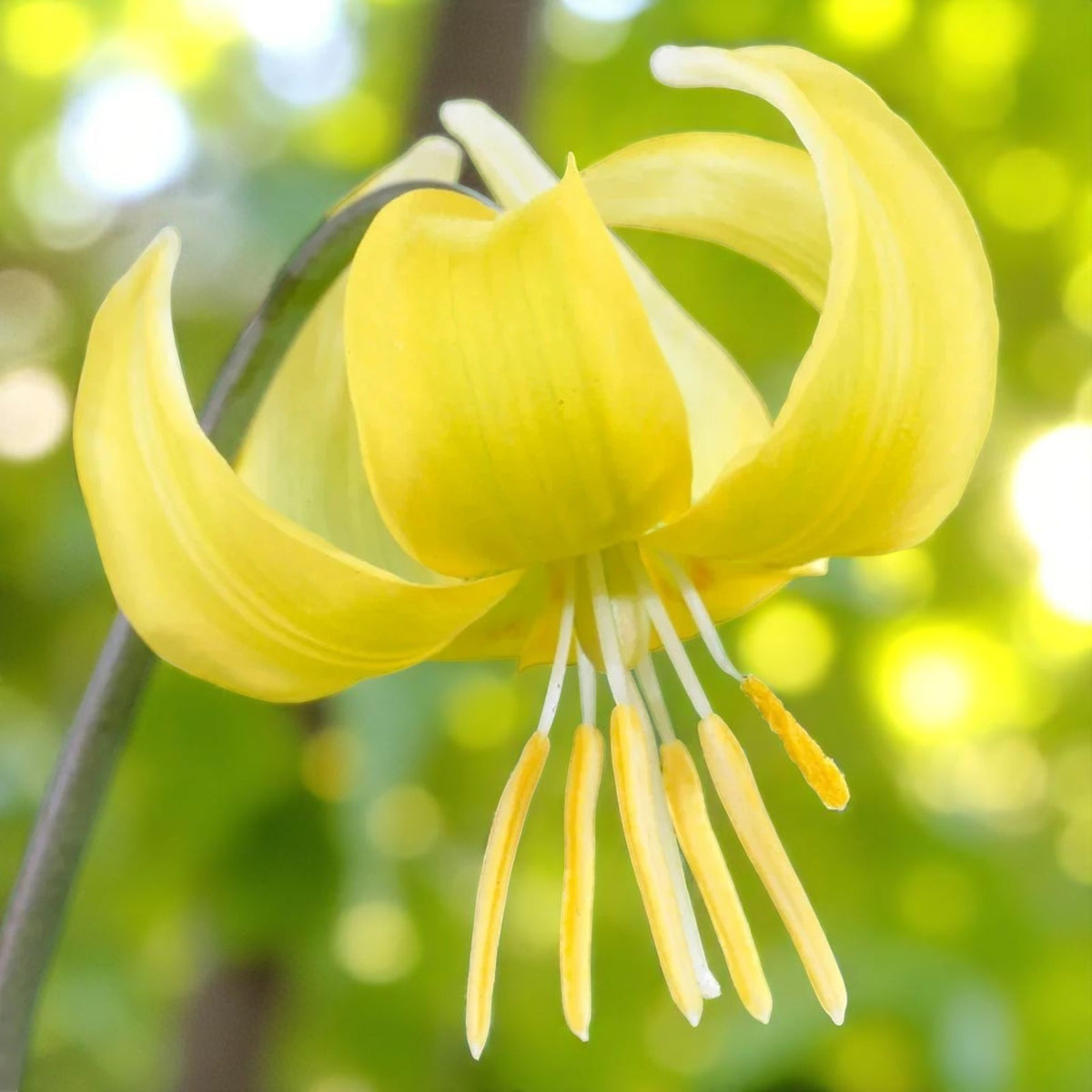 Erythronium Pagoda Spring Bulbs  2