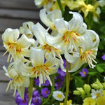 Erythronium White Beauty Spring Bulbs  3
