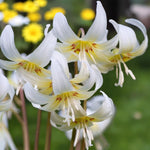Erythronium White Beauty Spring Bulbs  2