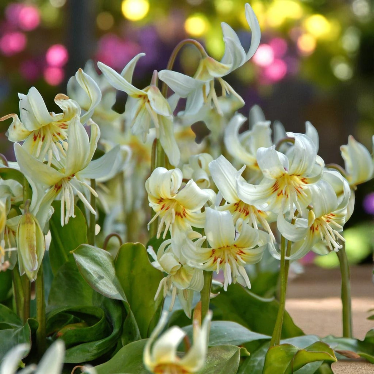 Erythronium White Beauty Spring Bulbs  4