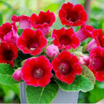 Gloxinia Etoile de Feu Bulbs  1