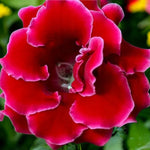 Gloxinia Etoile de Feu Bulbs  1