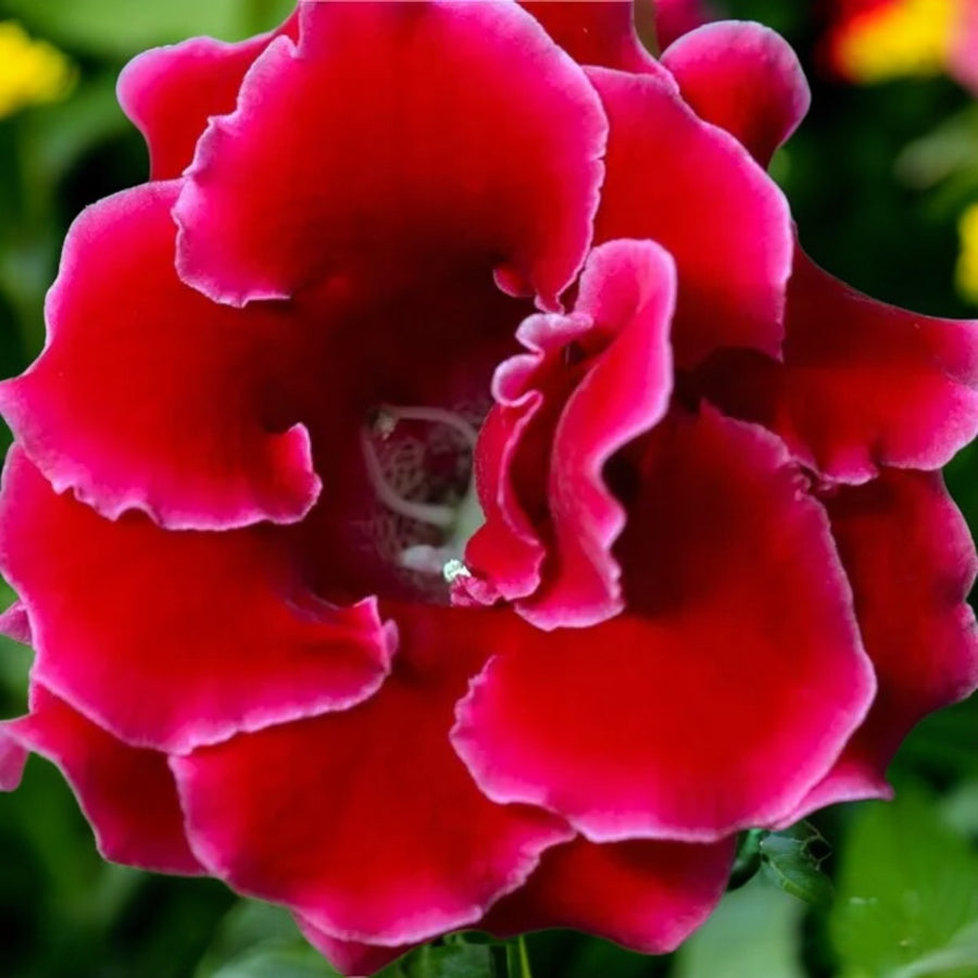 Gloxinia Etoile de Feu Bulbs  1