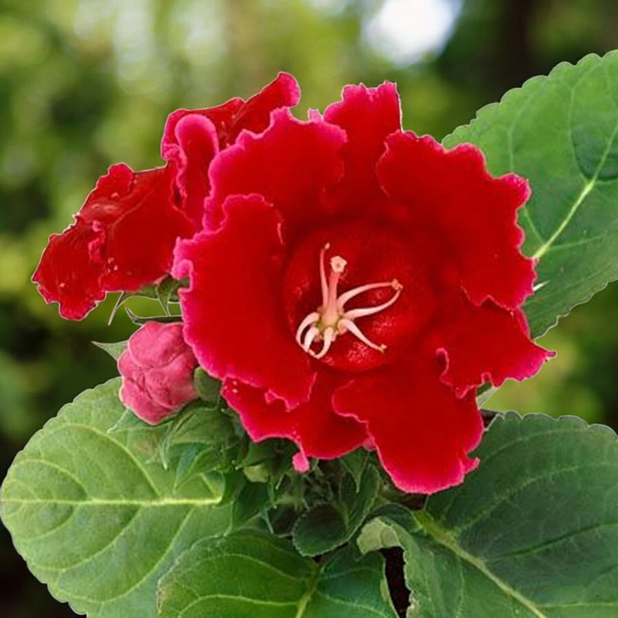 Gloxinia Etoile de Feu Bulbs  3