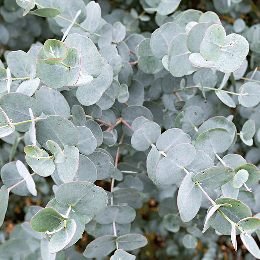 Large Eucalyptus 'Gunnii' Tree Large Eucalyptus 'Gunnii' Tree in 5L Pot image3 1
