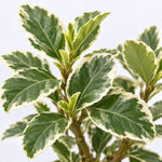 Hard To Kill Shrub Bundle - Euonymus, Camellia Lady Campbell, Pink Azalea & Pink Lavatera  3
