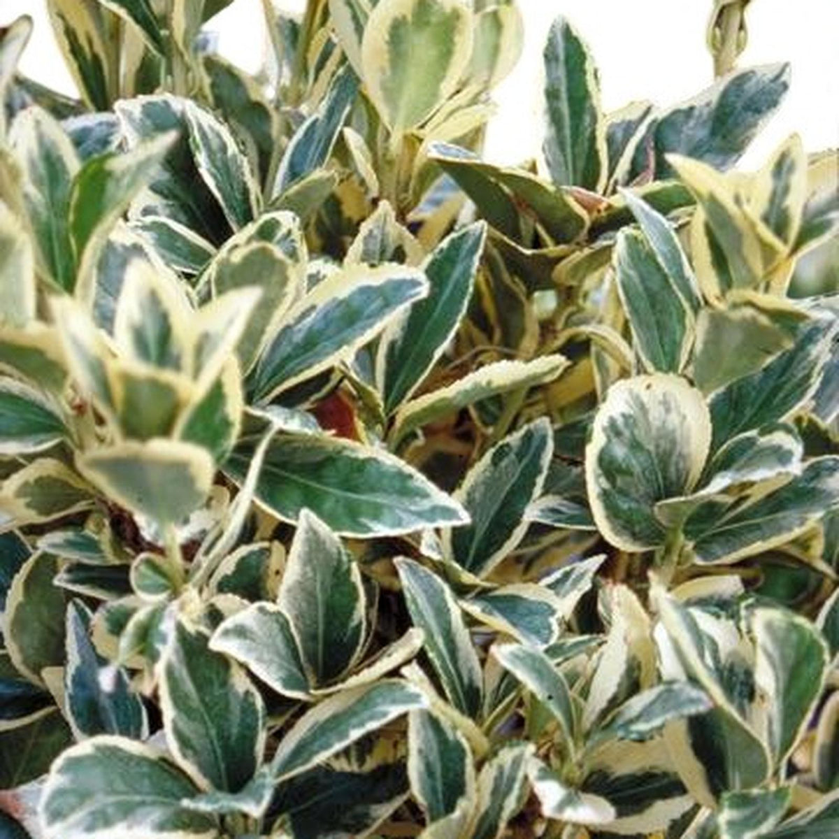 Euonymus Bravo Hedging Shrub in 9L Pot  4
