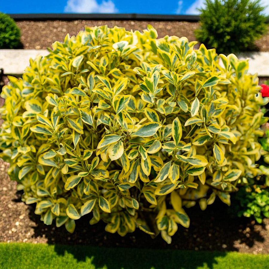 Euonymus Bravo Hedging Shrub in 9L Pot  1