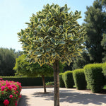 Euonymus Bravo Hedging Shrub in 9L Pot  3