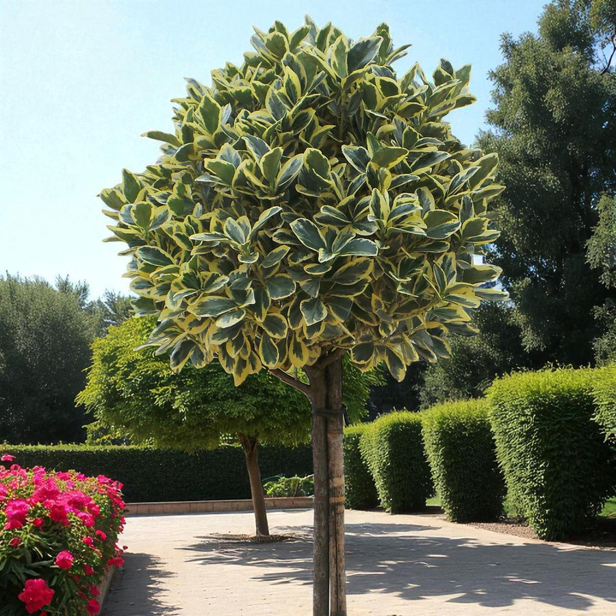 Euonymus Bravo Hedging Shrub in 9L Pot  3