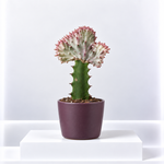 Euphorbia lactea Cristata Cactus  1