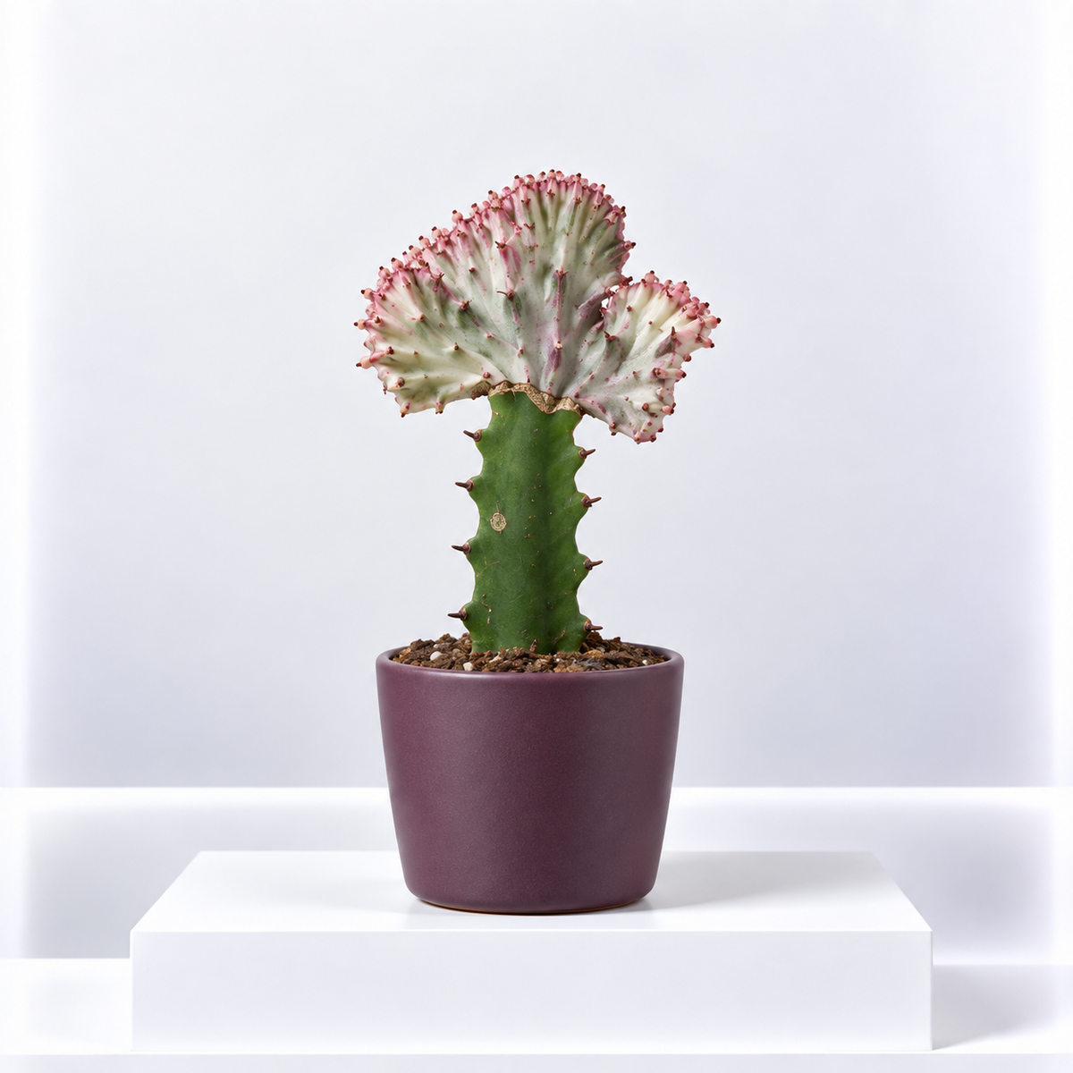 Euphorbia Lactea Cristata Cactus | Rare Coral Cactus