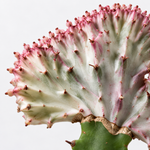 Euphorbia lactea Cristata Cactus  3