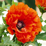 Poppy Papaver Eye Catcher Bare Root  1