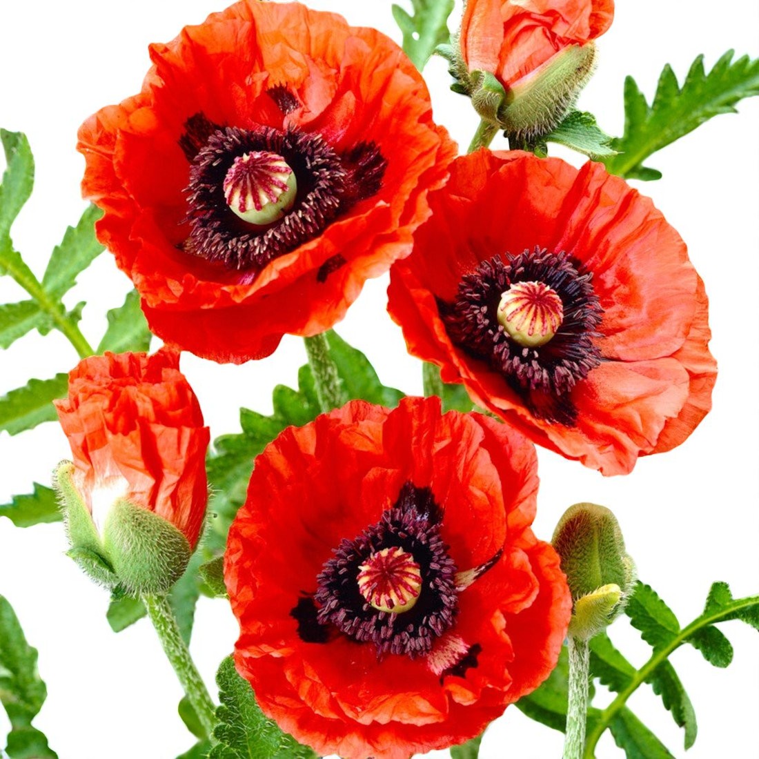 Poppy Papaver Eye Catcher Bare Root  2