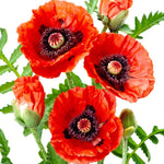Poppy Papaver Eye Catcher Bare Root  2