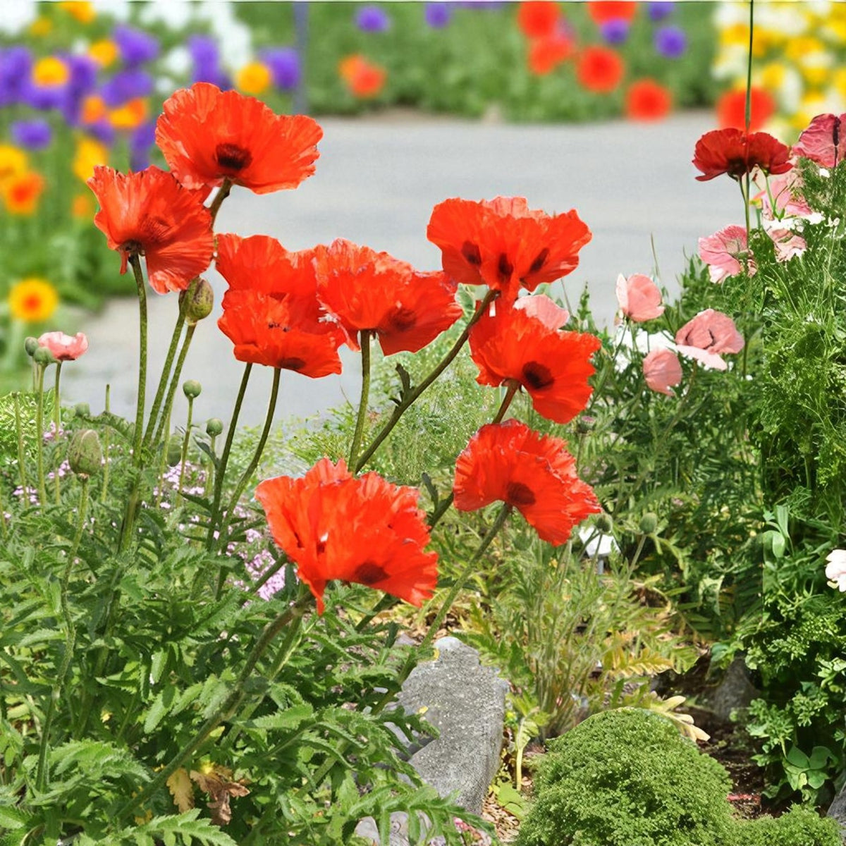 Poppy Papaver Eye Catcher Bare Root  3