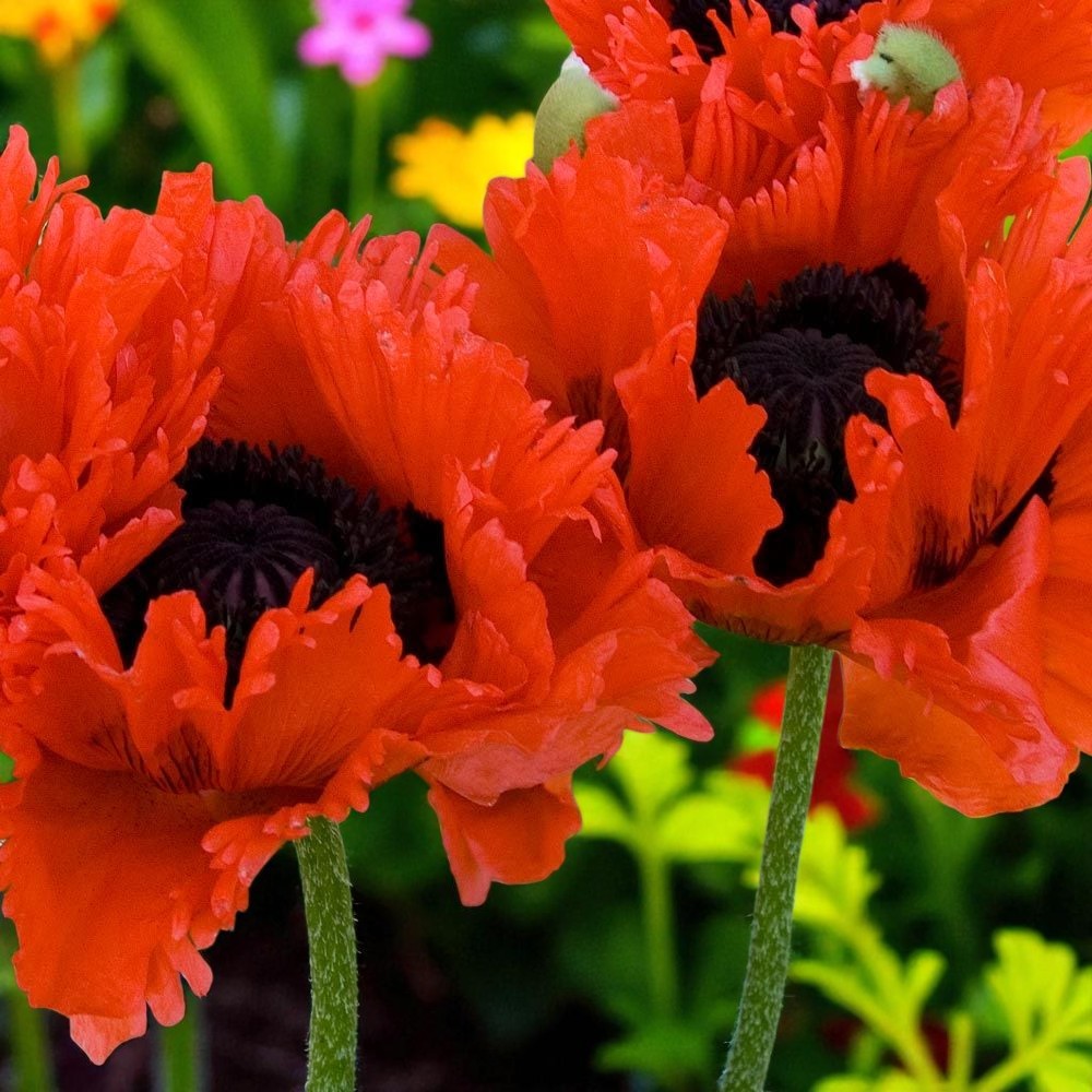 Poppy Papaver Eye Catcher Bare Root  4