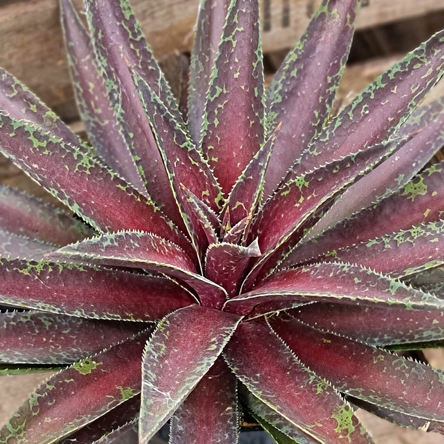Mangave (Manfreda x Agave) - Rare Hybrid F.N.-Kempen-Mangave-Blazing-Saddles-on-Thursd 4