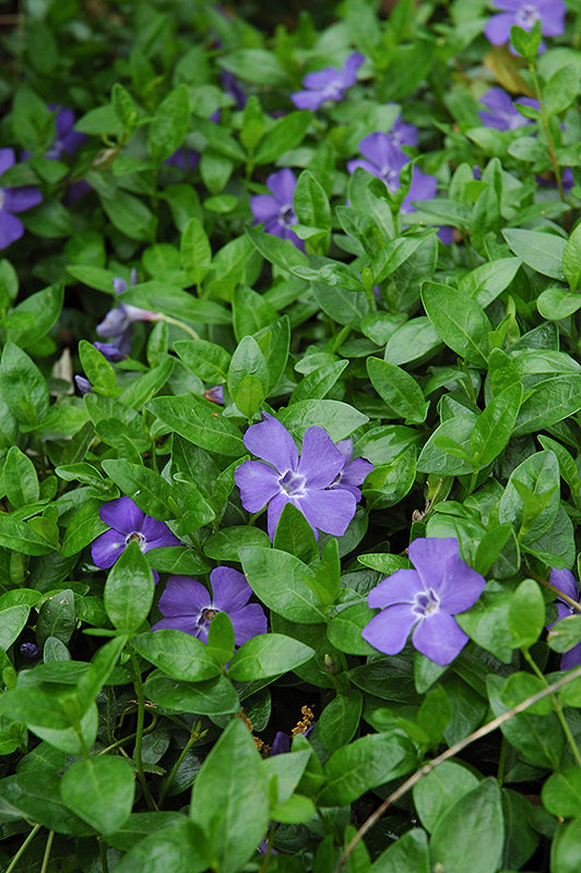 3 x Purple Lesser Periwinkle - Vinca Minor Bowles F012-16 2