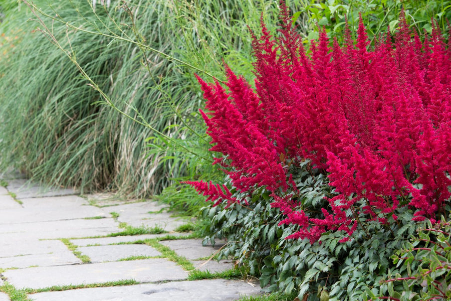 Red Fanal Astilbe Plant Astilbe Plants in 1L Pots - (Fanal) image2 3