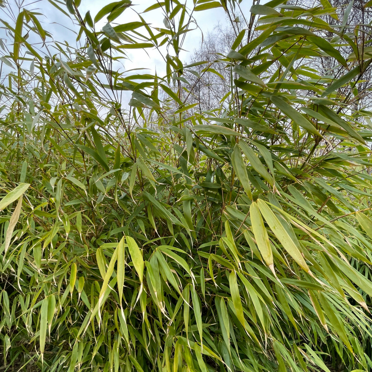 Fargesia Robusta Formidable Dense clump of dwarf fountain bamboo with long, narrow green leaves gently arching in various directions. 1