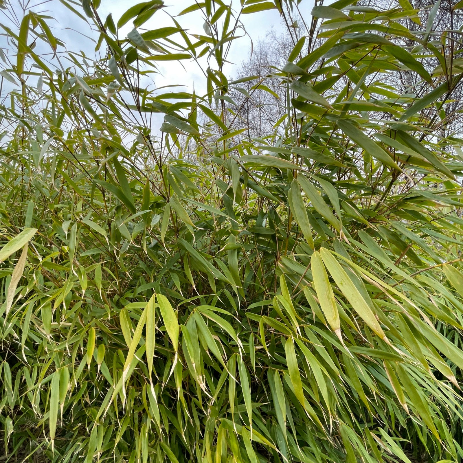 Fargesia Robusta Formidable