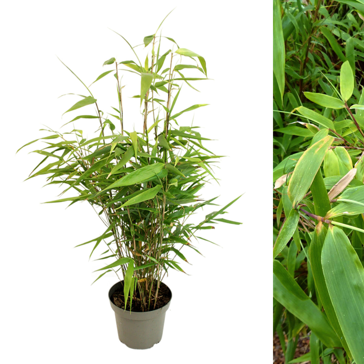 Fargesia Robusta Formidable Potted dwarf fountain bamboo plant with slender upright stems and fresh green foliage, displayed on a white background. 2
