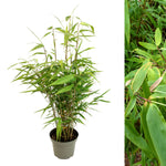 Fargesia Robusta Formidable Potted dwarf fountain bamboo plant with slender upright stems and fresh green foliage, displayed on a white background. 2
