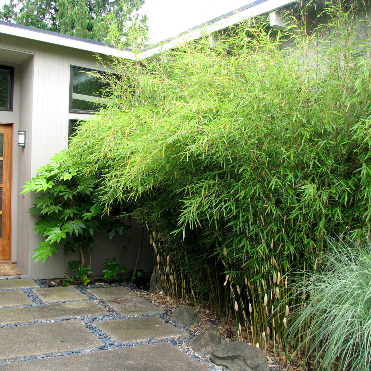 Fargesia Robusta Formidable Mature dwarf fountain bamboo planted alongside a modern house, forming a tall, lush privacy screen. 3